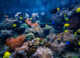 Projeto alerta para o impacto da mineração do mar profundo