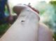 Mosquito morde um braço.